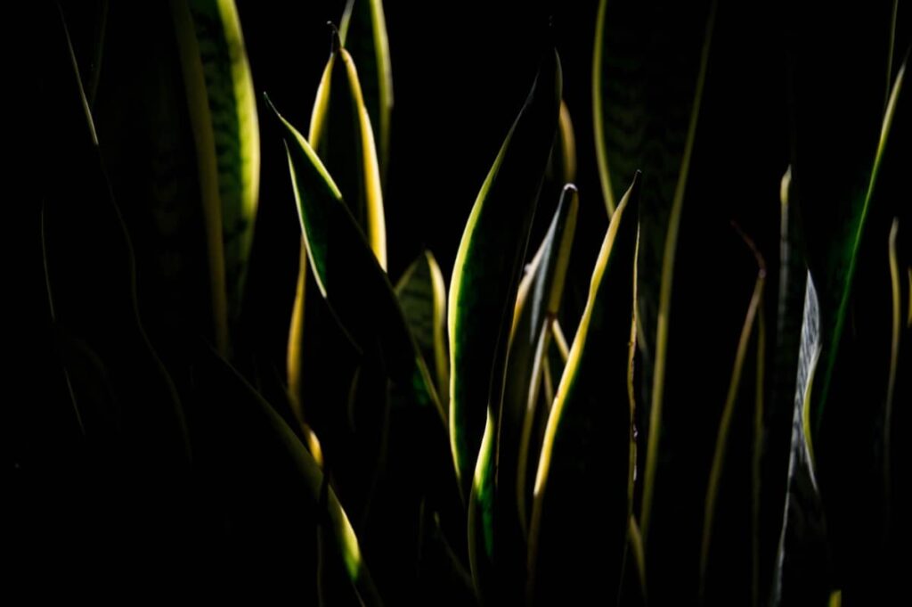 pots of snake plant collection in dark spaces