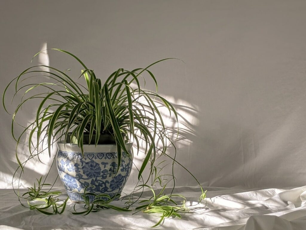 spider plant green