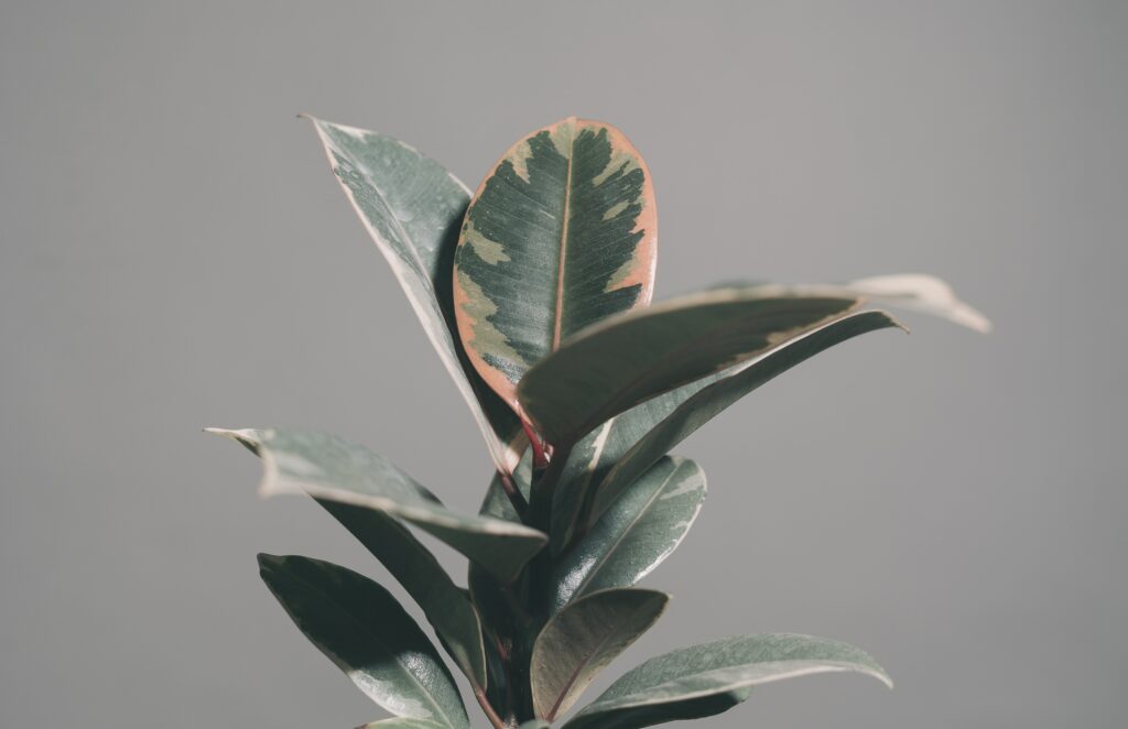 Ficus Tineke plant