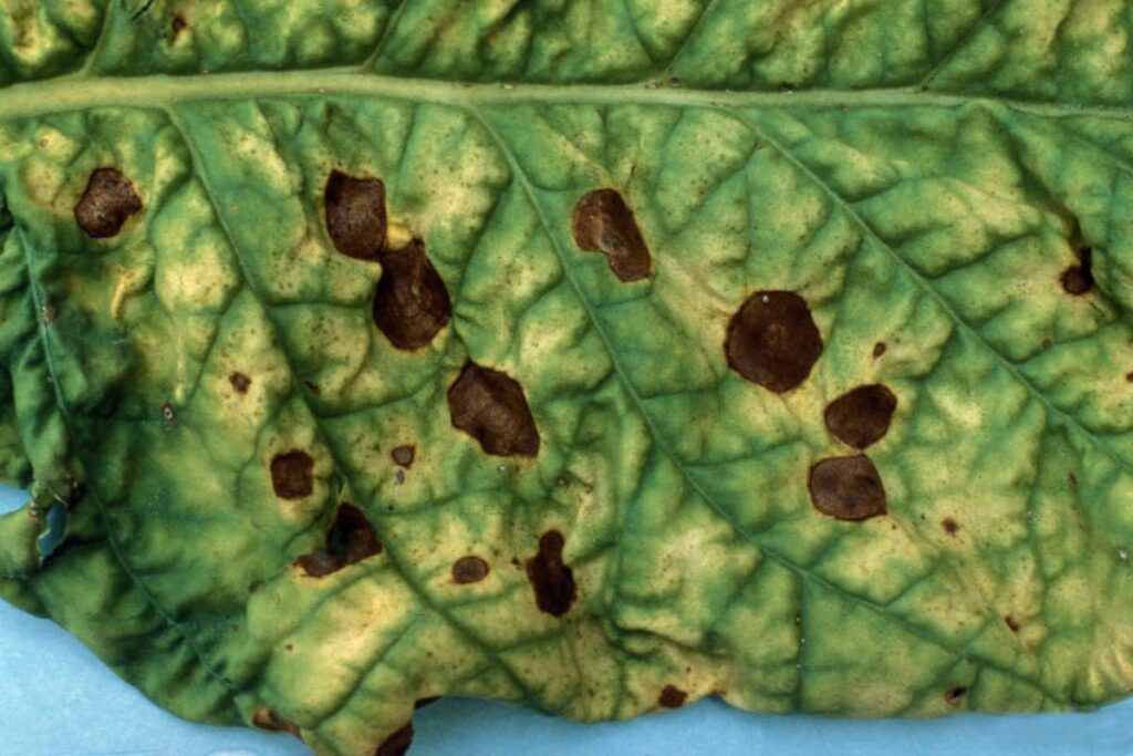 Fungus diseases in houseplants leaf