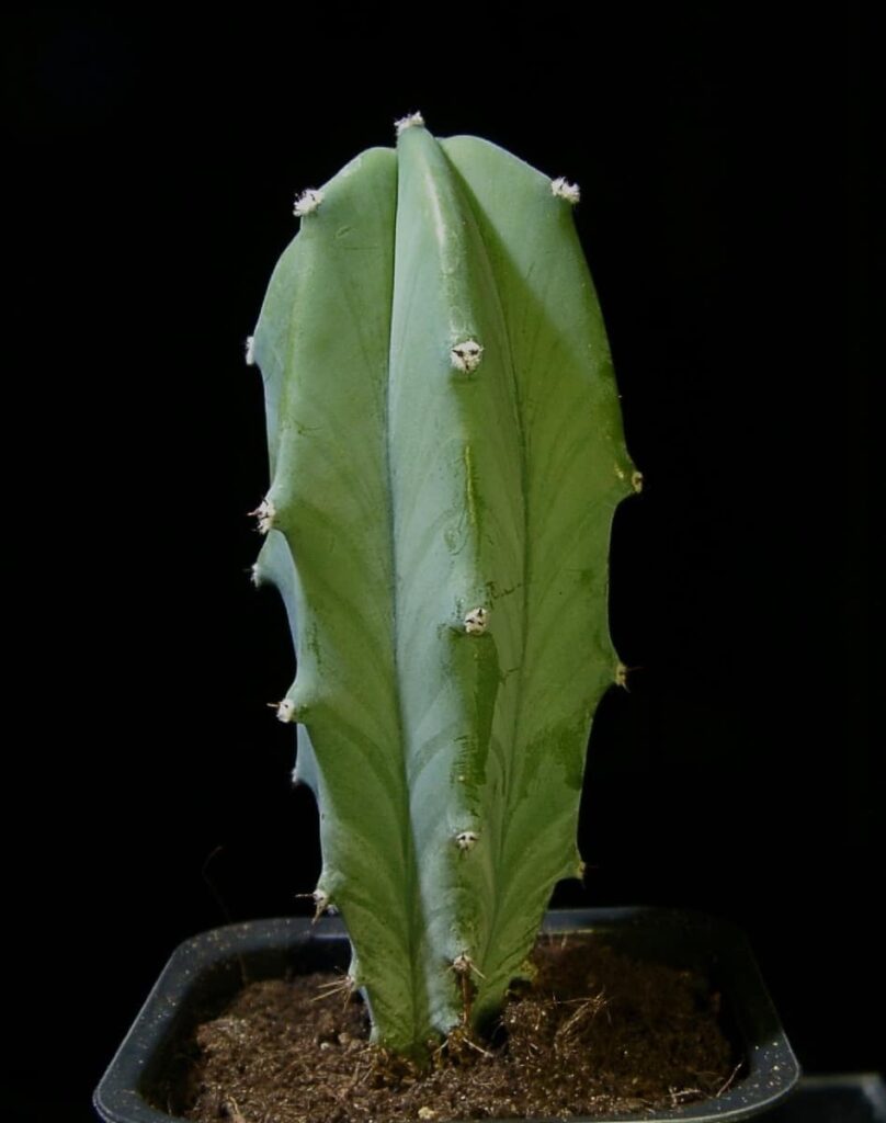 Boobie Cactus plant