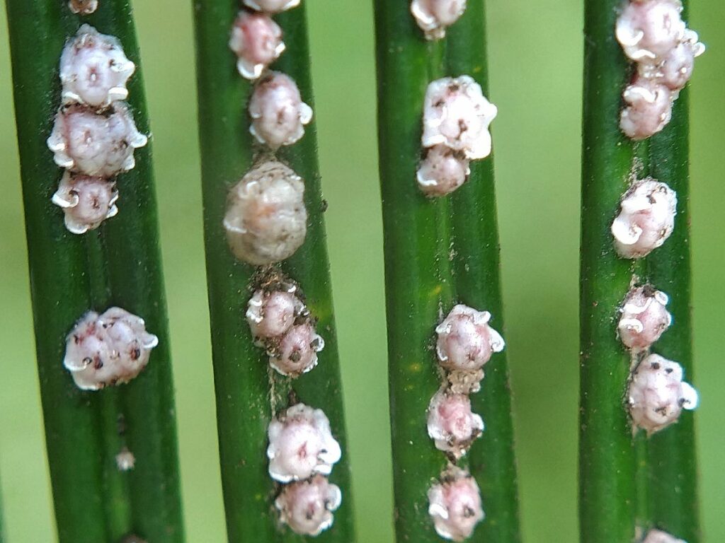 Scale insects pests on leaves