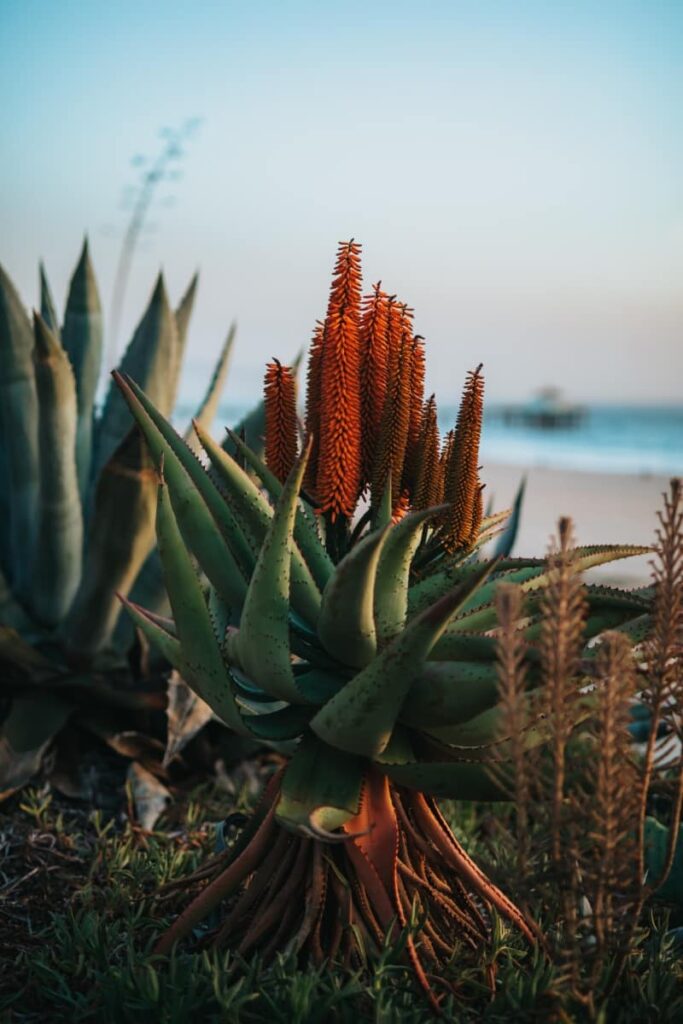 Aloe plant grown outdoors