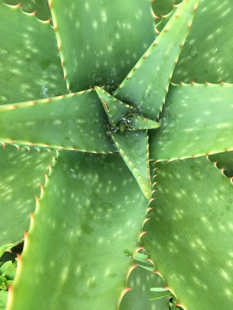 Aloe plant center with new leaves