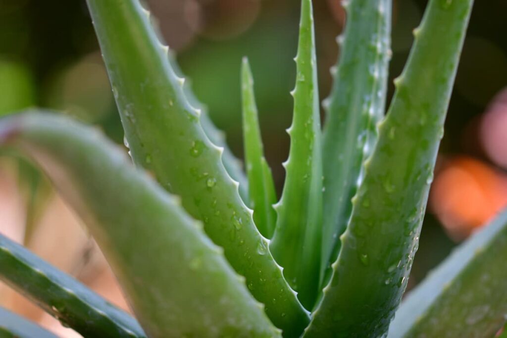 Aloe plant with healthy leaves