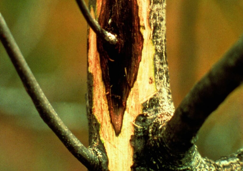 anthracnose on tree