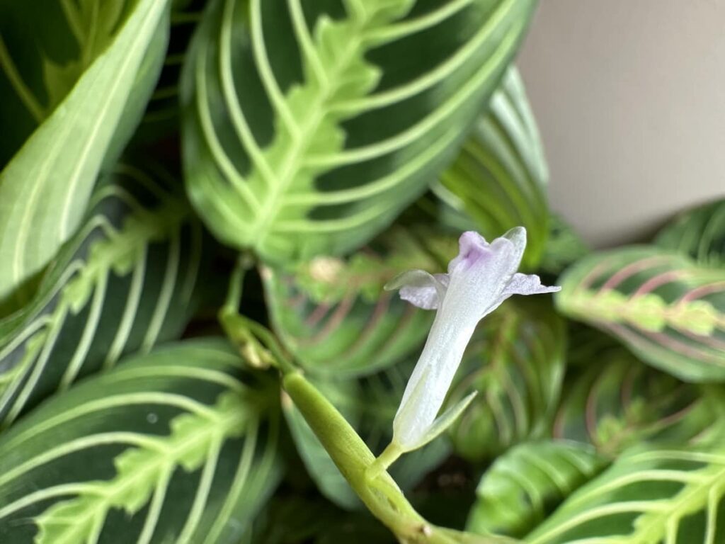 Prayer plant bloom flower