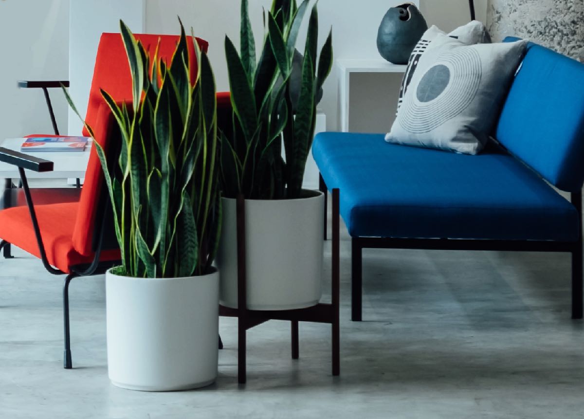 Best Pot for Snake Plant Discover the Perfect Containers to Thrive