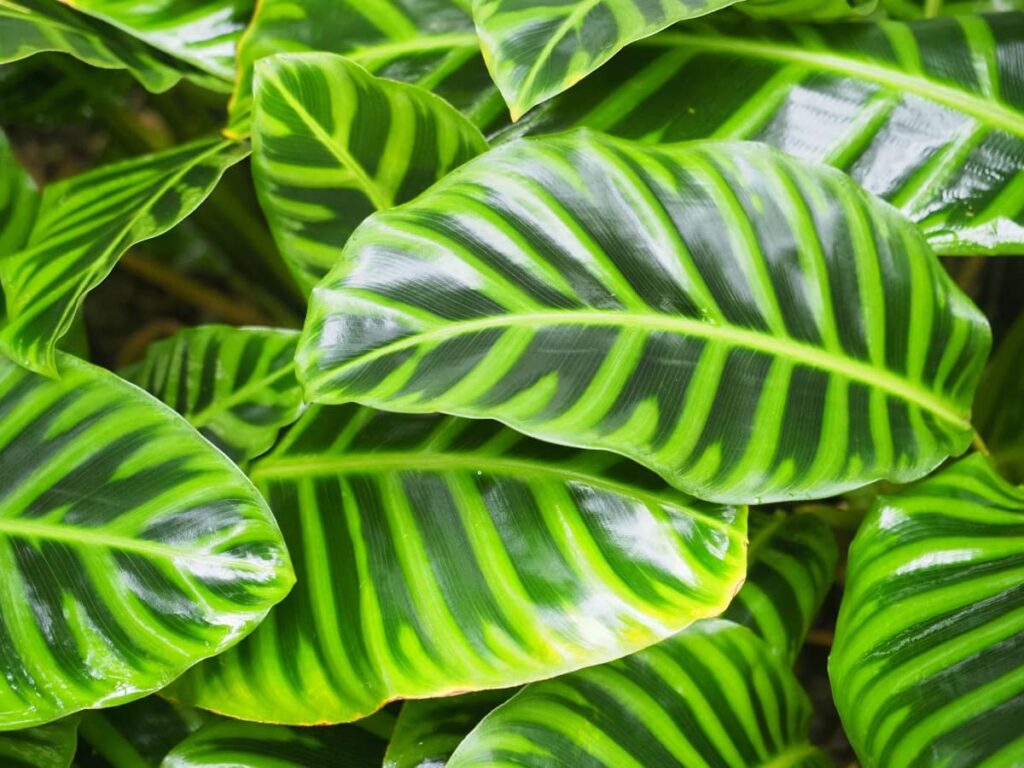 Healthy waxy leaves from Calathea plant