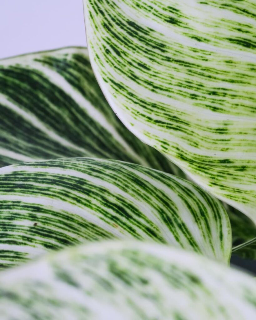 Healthy Philodendron Birkin leaves