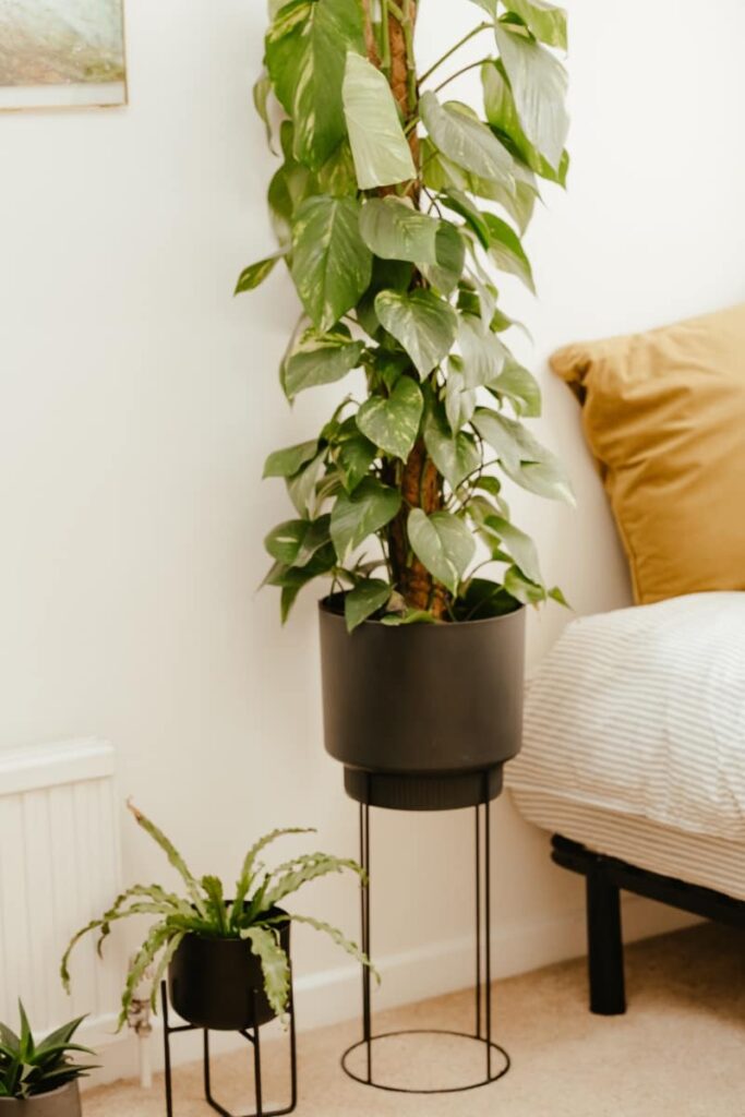 plant stand gift