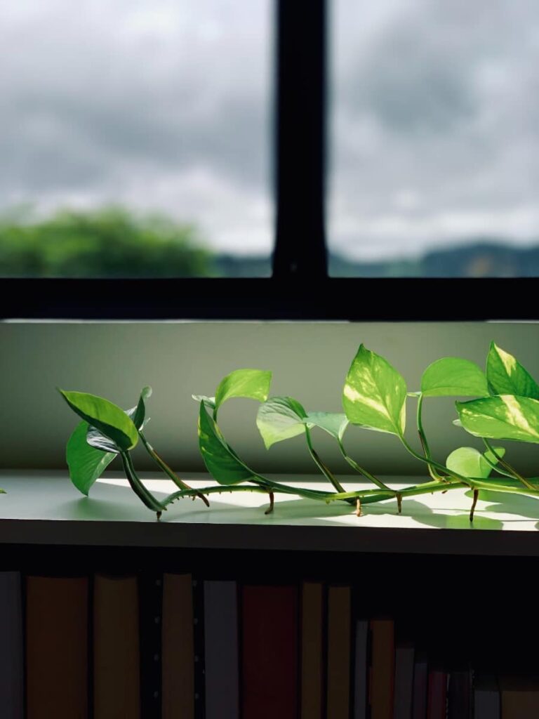 Pothos vine on a windowsill in bright indirect light conditions