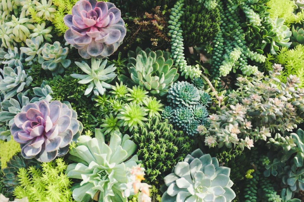 succulent garden