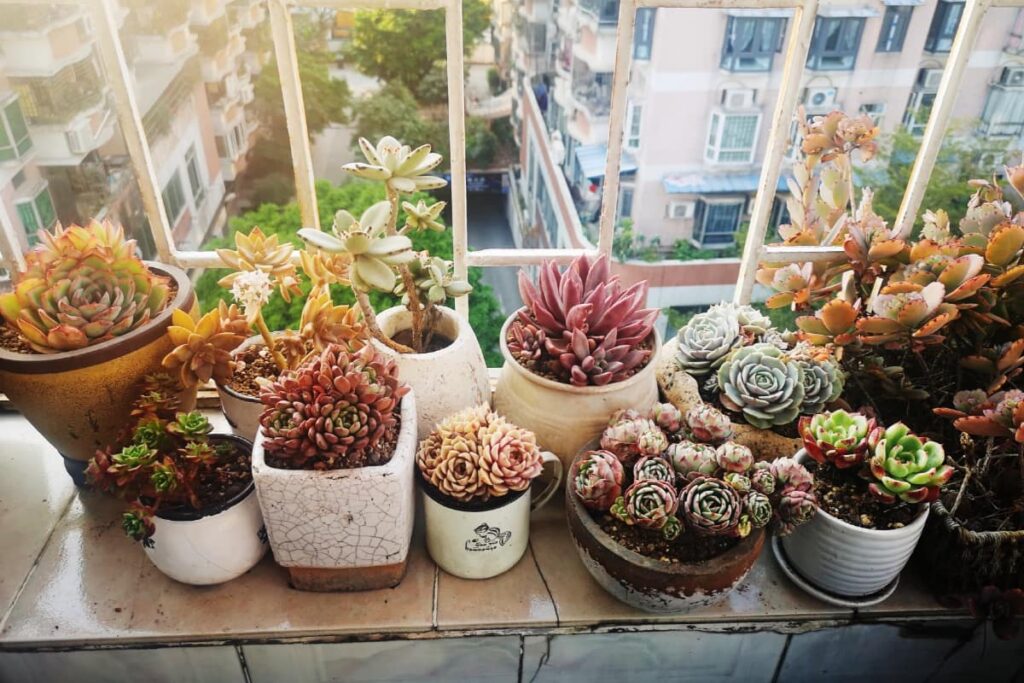 Organizing plants on windowsill