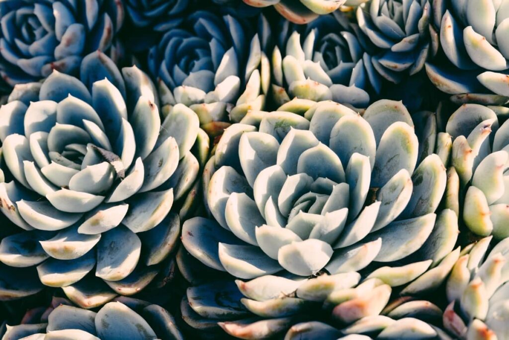 Succulents in soft light - strong light can rescue dying houseplants