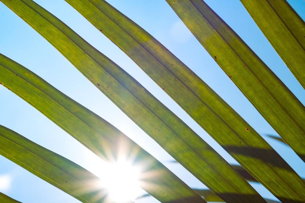 Dried out palm leaf outdoors in direct sunlight