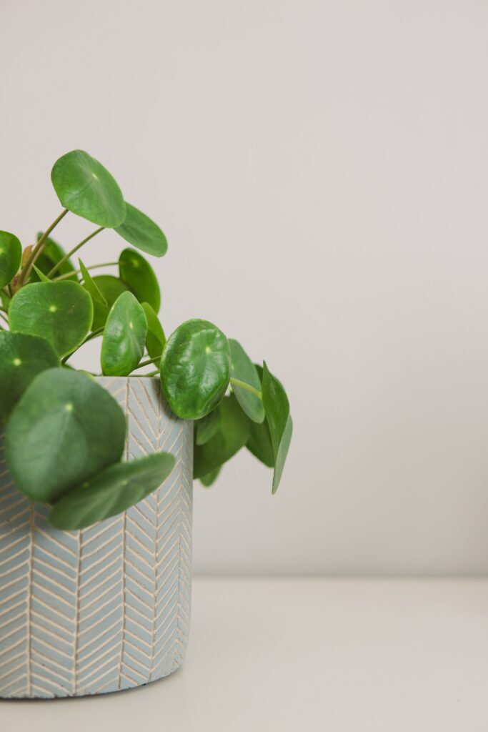 Pilea plant in a ceramic pot on a neutral background