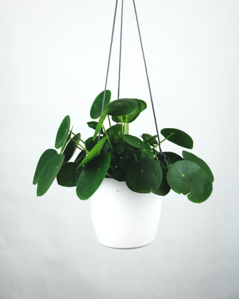 Pilea plant in a hanging basket